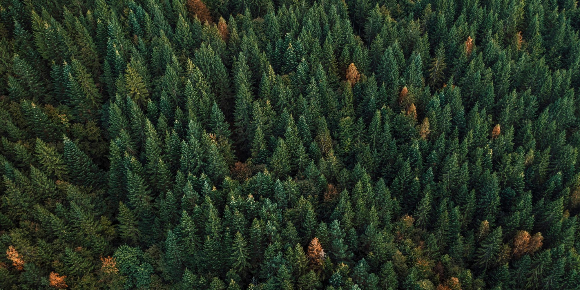 Bowie County, Texas Issued BDO Zone 'AA' Rating for Woody Biomass