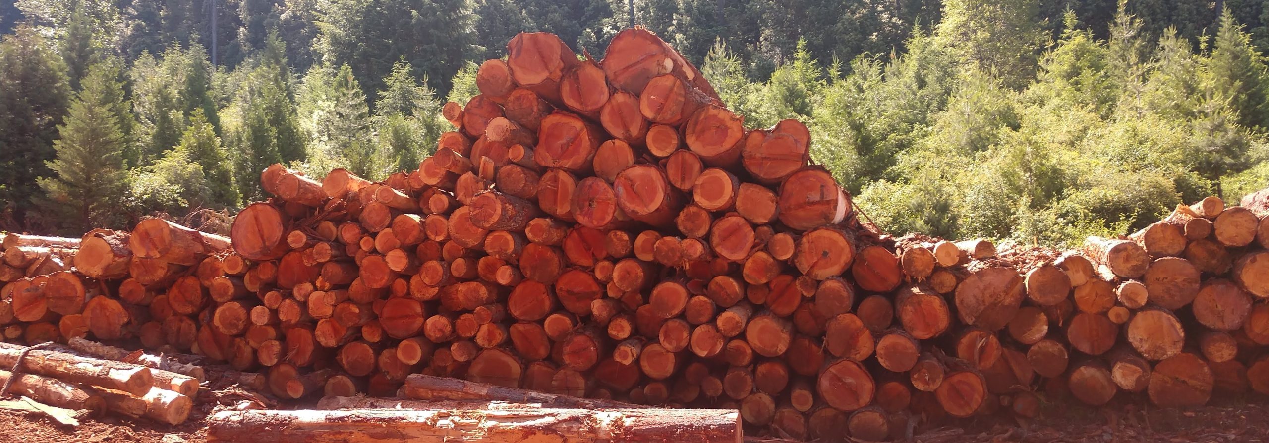 Butte County, California Issued BDO Zone 'BBB' Rating for Woody Biomass