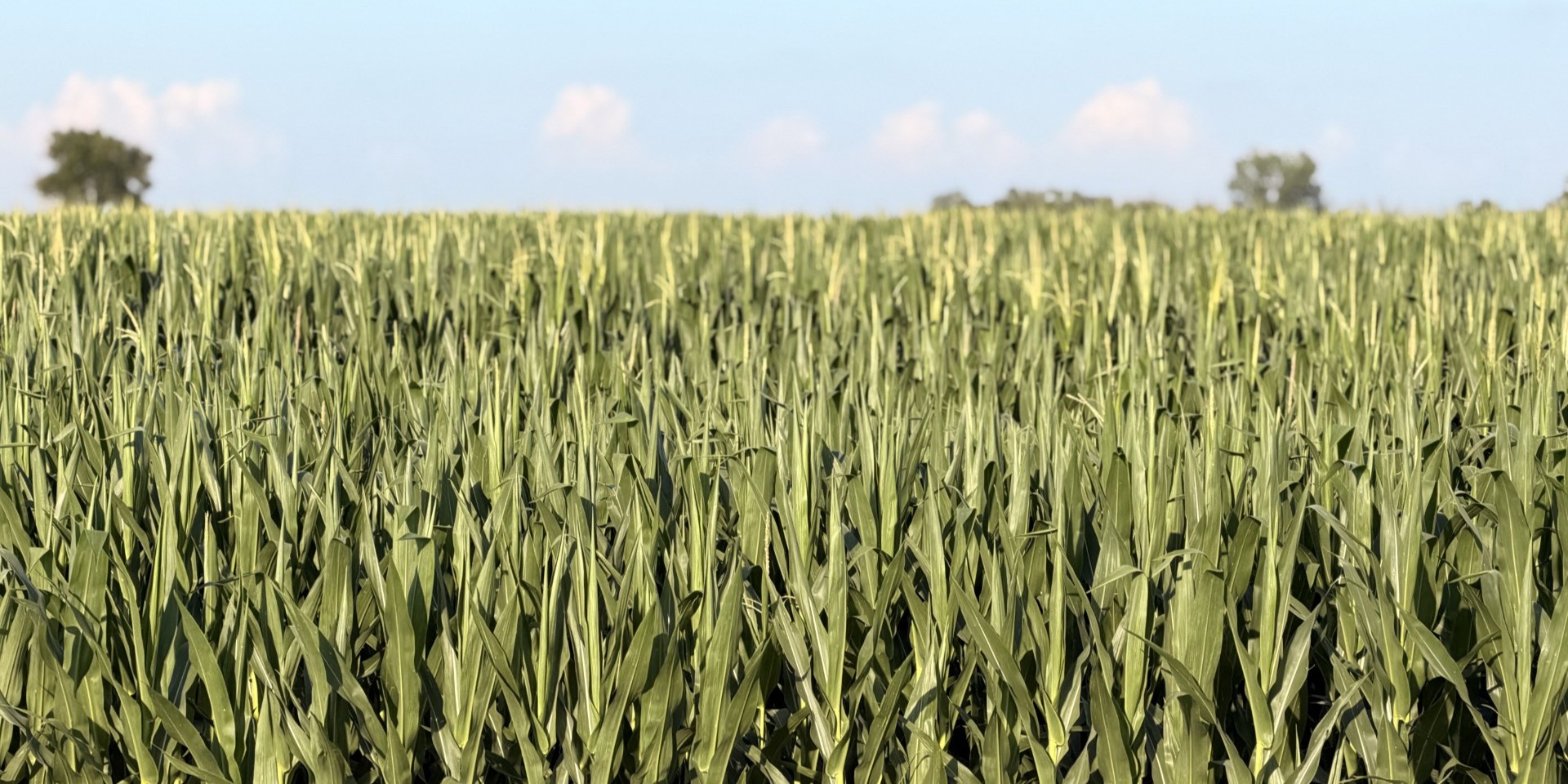 Canton, South Dakota Issued BDO Zone 'A' Rating for Corn Stover