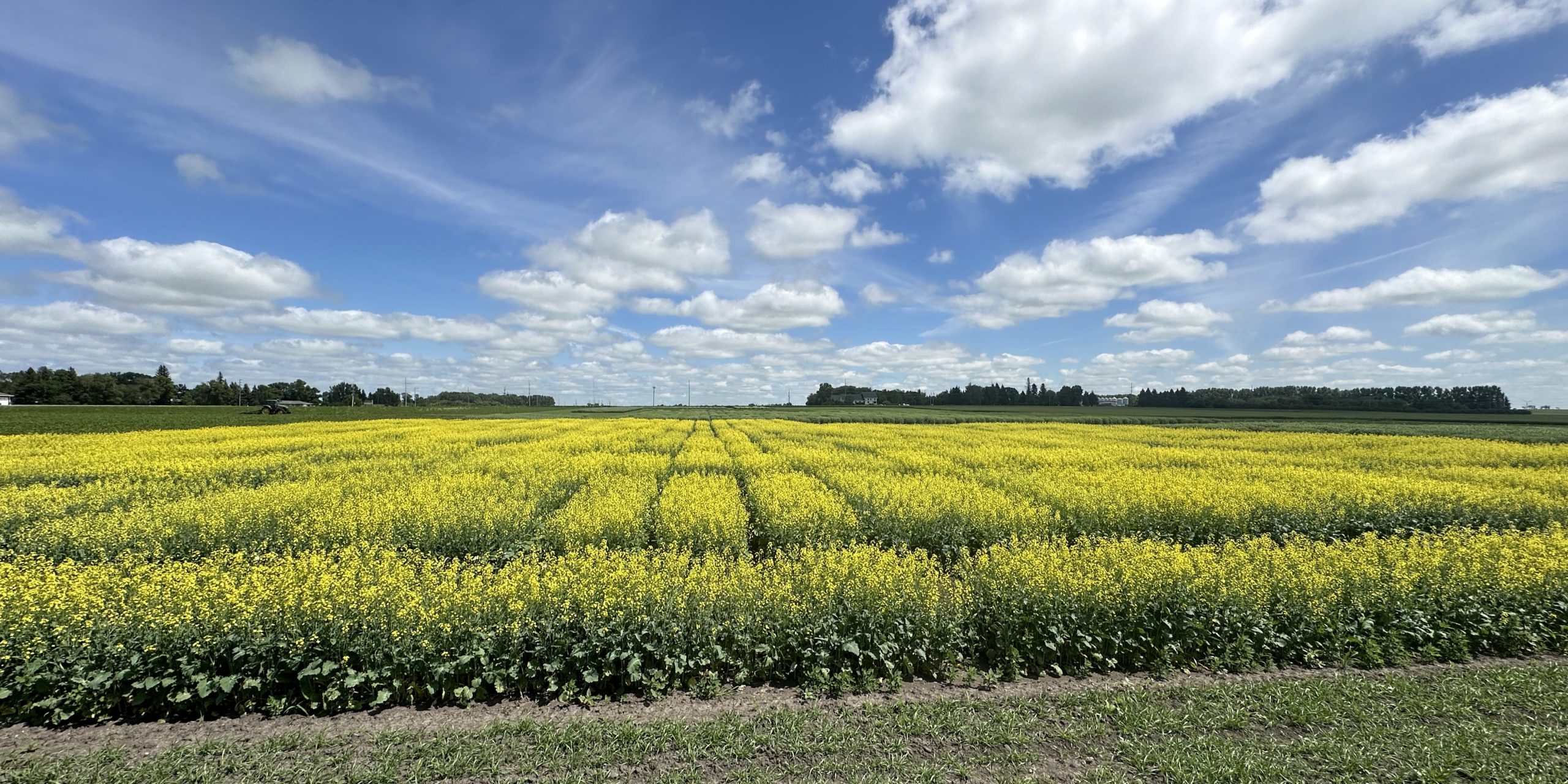 Cavalier County, North Dakota issued BDO Zone 'A' rating for canola seed