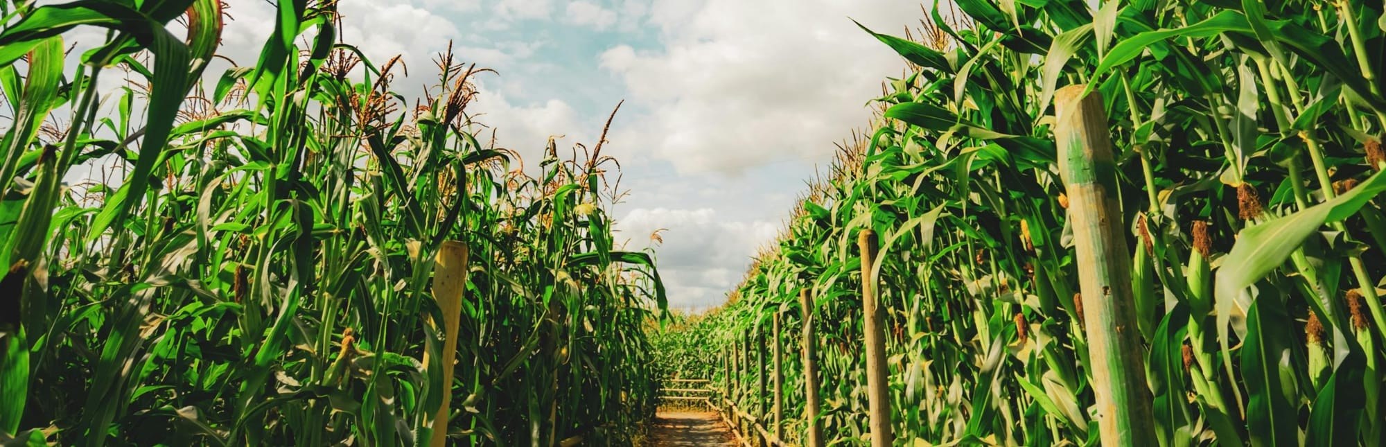 Chippewa County, Wisconsin Issued BDO Zone 'A' Rating for Corn Stover