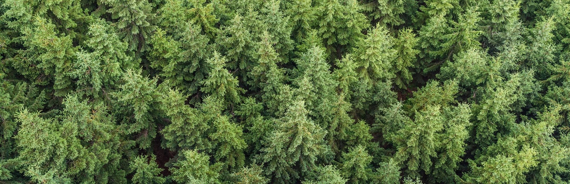 Grenada, Mississippi Issued BDO Zone 'A' Rating for Woody Biomass