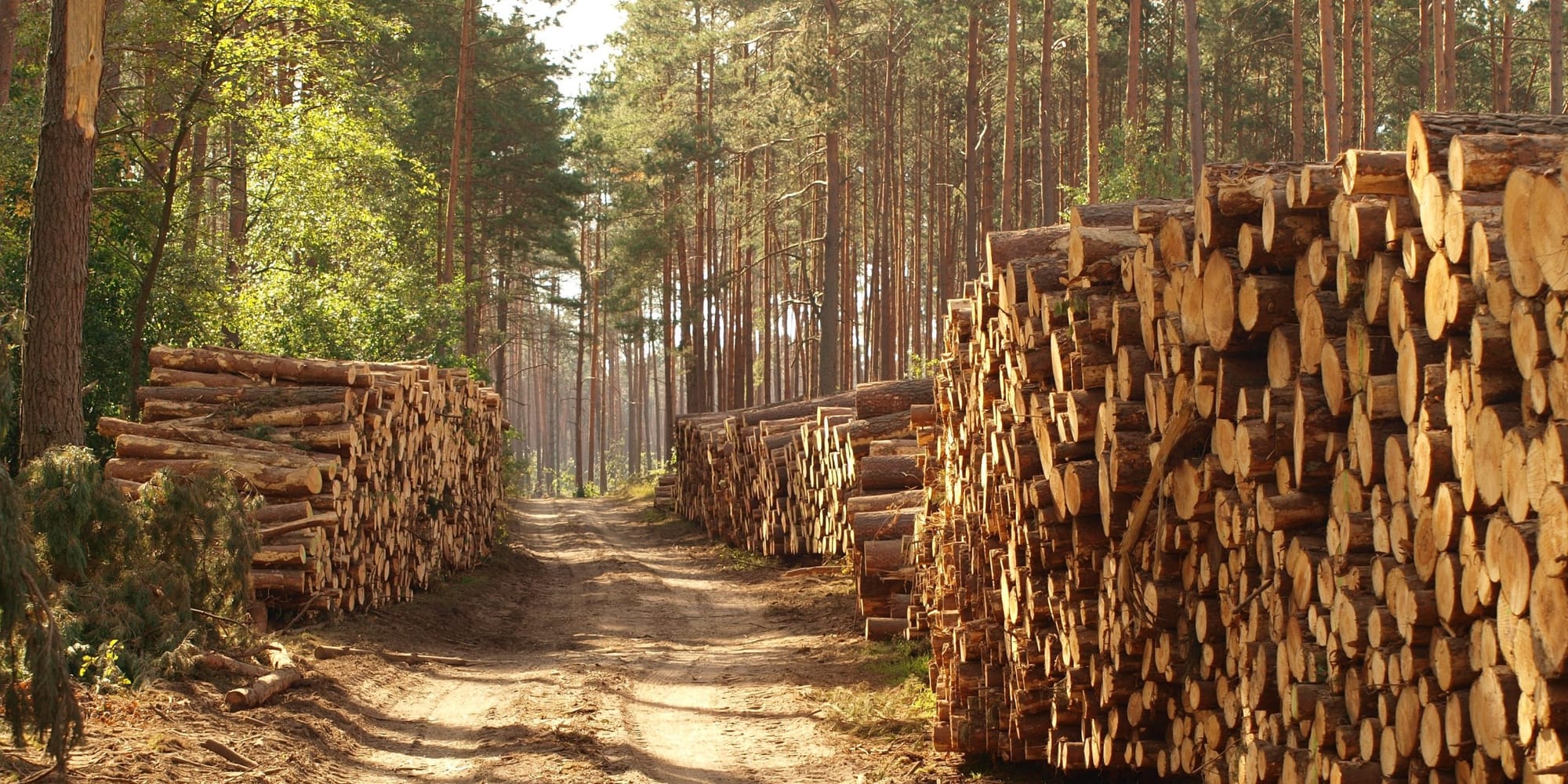 Kemper County, Mississippi Issued BDO Zone 'A' Rating for Woody Biomass