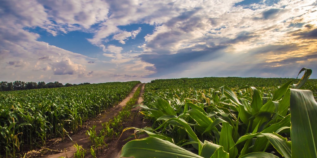 Noble County, Indiana Issued BDO Zone 'A' Rating for Corn Stover