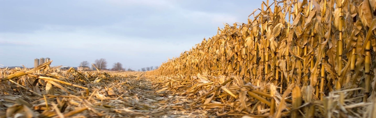 Region Nine, Minnesota Issued BDO Zone 'A' Rating for Corn Stover