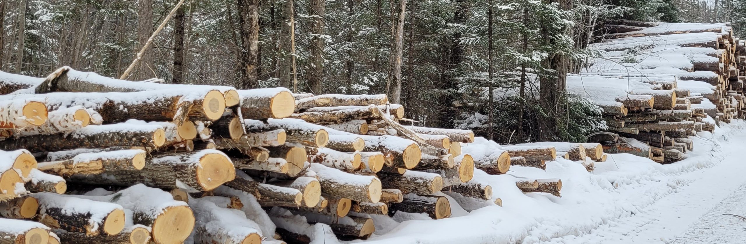 Renfrew County, Ontario Issued BDO Zone 'AA' Rating for Woody Biomass