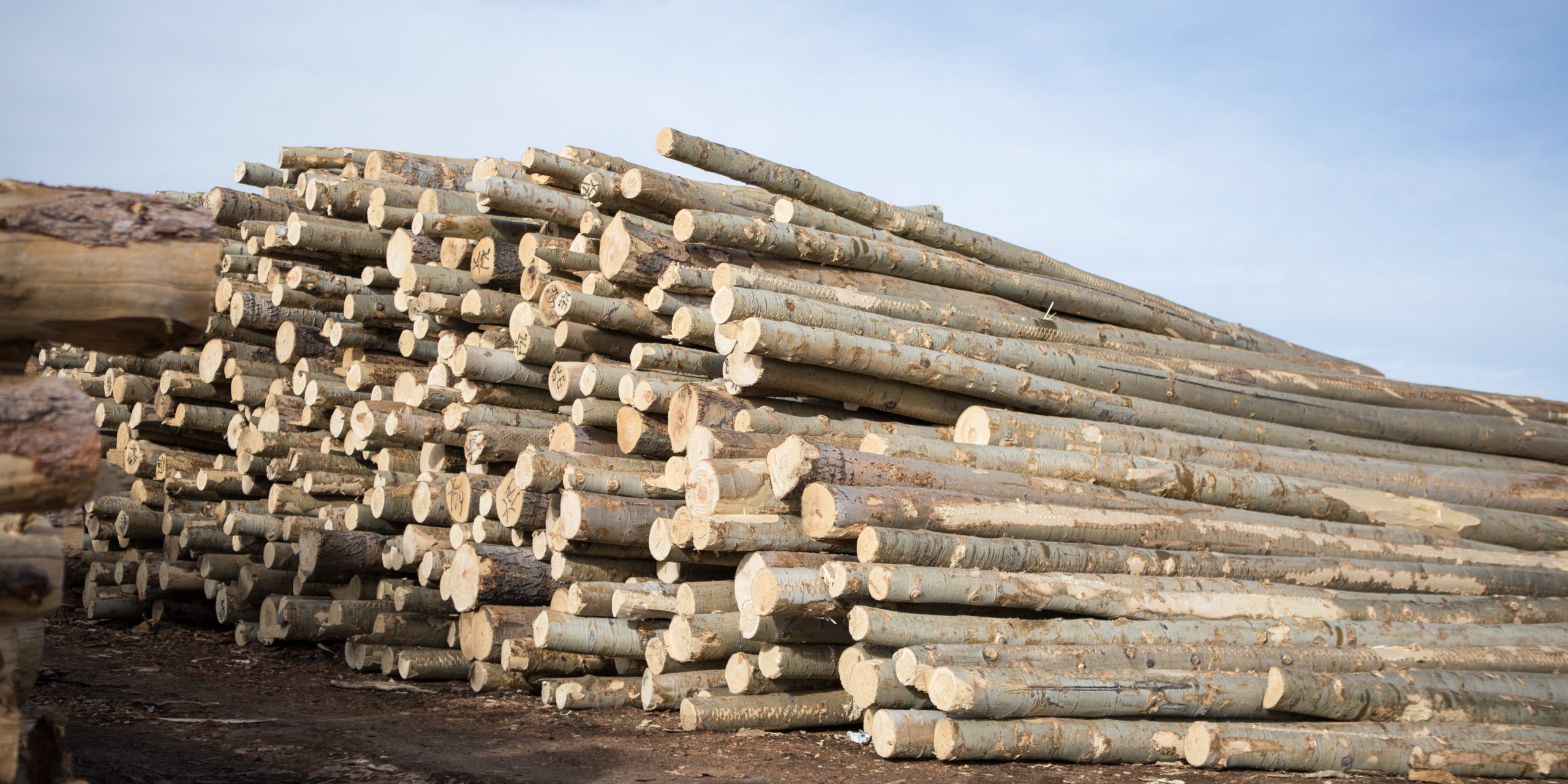 Southwest Colorado Issued BDO Zone 'BBB' Rating for Woody Biomass