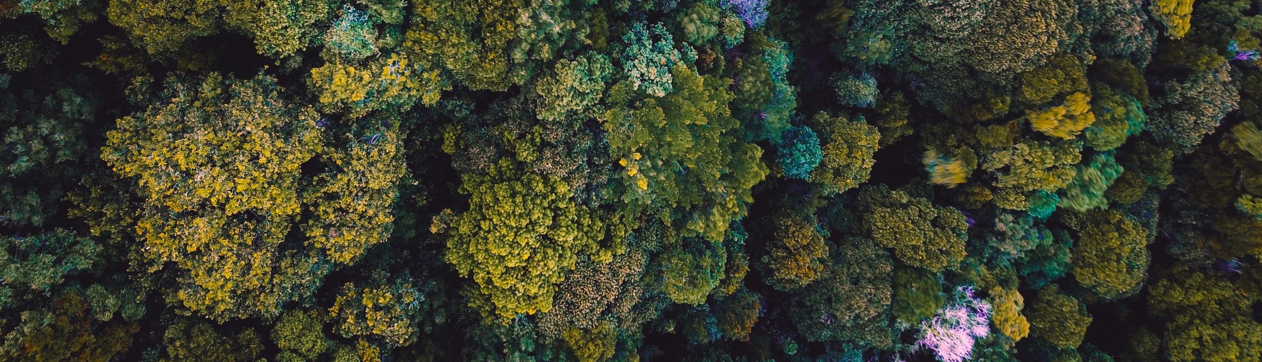 Tazewell, Virginia issued BDO Zone 'A' rating for woody biomass