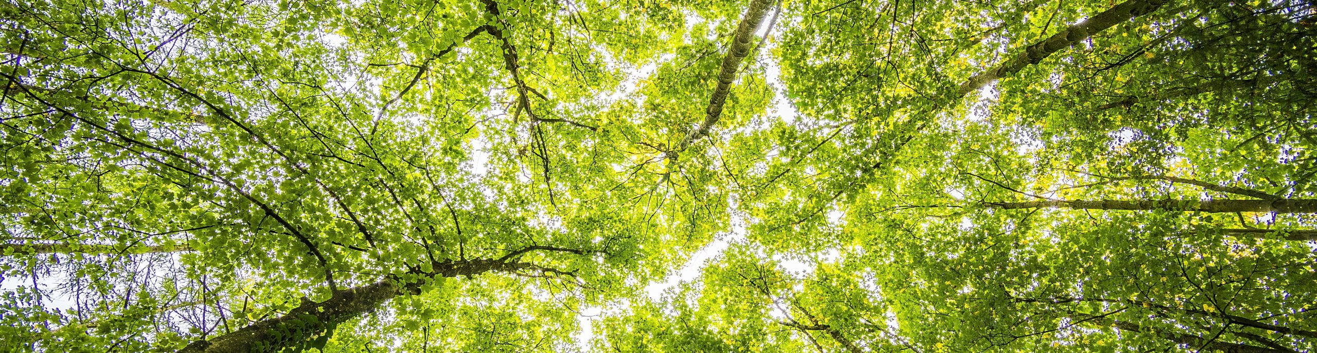 Wyoming County, Pennsylvania Issued BDO Zone 'A' Rating for Woody Biomass