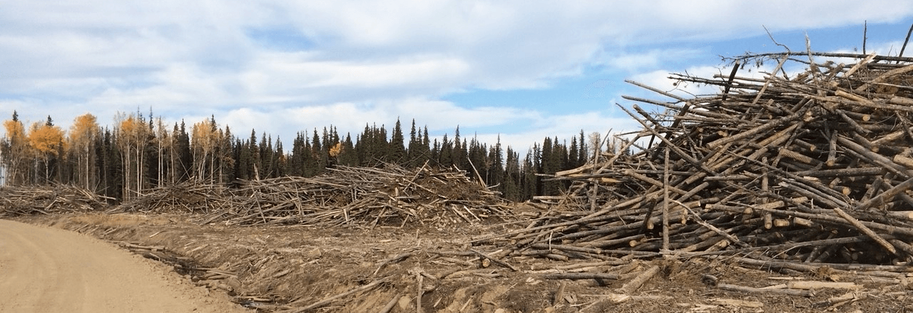 Slash and woody debris piled across a harvested forest clearing, with standing conifers behind