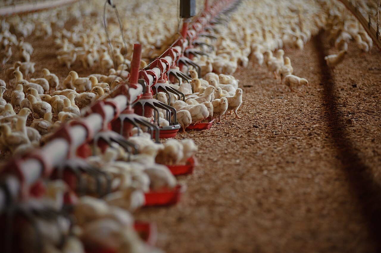 Young chickens on litter bedding along feeder lines inside a poultry house
