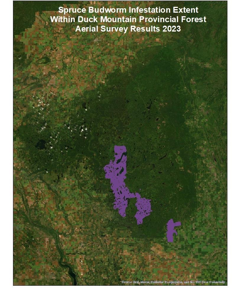 Spruce budworm-affected areas in Duck Mountain Provincial Forest