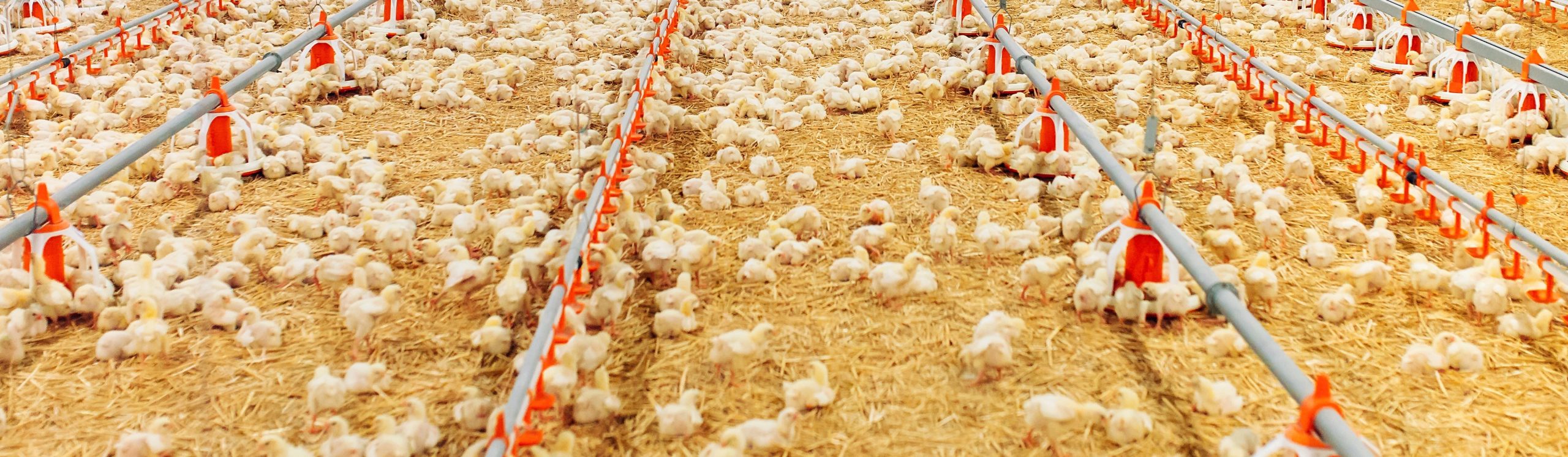 Clarksville, Arkansas issued BDO Zone 'AA' rating for poultry litter