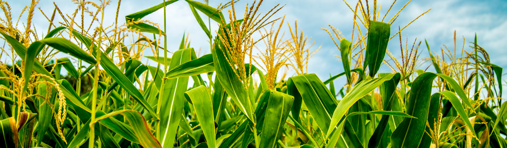 Sarnia-Lambton, Ontario issued BDO Zone 'A' rating for corn stover